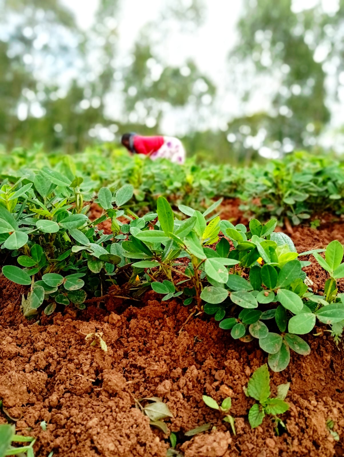 resilient farming systems