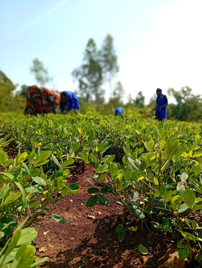 Smallholder Farmer - women in COW